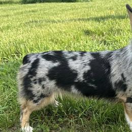 American Corgis and Pembroke Welsh Corgis from H&B Corgi’s
