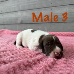 Waylon - Liver and white male German Shorthaired Pointer puppy in Axton, Virginia from Red Clay Kennels
