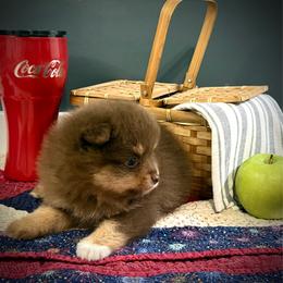 MJ - Chocolate and tan male Pomeranian puppy in Foley, Alabama from Southern Gem's Pomeranian