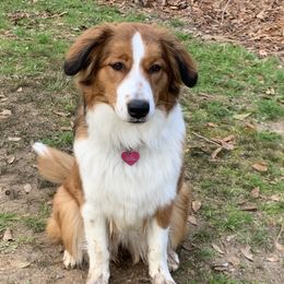 Callie - English Shepherd