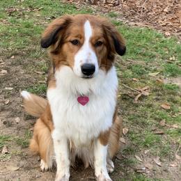 Callie - English Shepherd