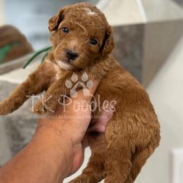 Simba - Red  male Poodle puppy in Belleville, New Jersey from TK Poodles