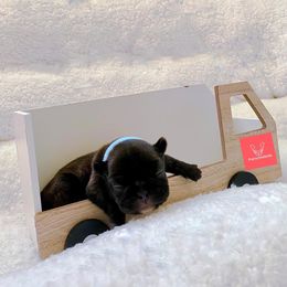 French Bulldog Puppies from FrenchieBnB