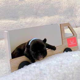 French Bulldog Puppies from FrenchieBnB