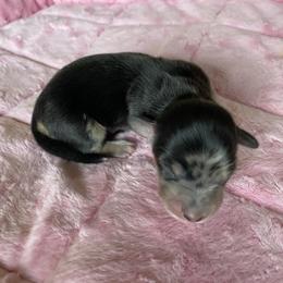 Jack - Dapple male Dachshund puppy in Wolf Lake, Indiana from Canisteo Dachshunds