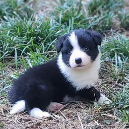 Wesleyan - Black and white female Border Collie puppy in Watkinsville, Georgia from Solaras Border Collies