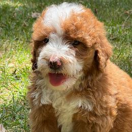 Rusty - Red male Bernedoodle puppy in Temecula, California from Country Hills Doodles