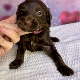 Maple - Brown female Bernedoodle puppy in Winfield, Alabama from Rose Lane Doodles