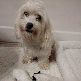 Molly - Coton de Tulear