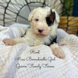 Rivet - Tri-color female Bernedoodle puppy in Grove, Oklahoma from Guinn Family Farms