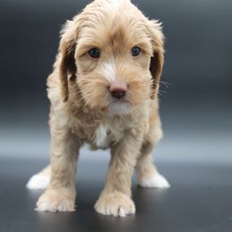 Cassiopeia - Gold female Australian Cobberdog puppy in Bellingham, Minnesota from Whispering Prairie Australian Cobberdog