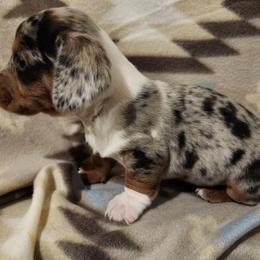 Dachshund Puppies from Aimee Cantrell
