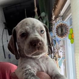 Yellow - White and brown male Braque du Bourbonnais puppy in Brandon, South Dakota from Sioux Ridge Pointers
