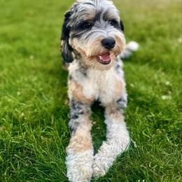 Moby - Bernedoodle