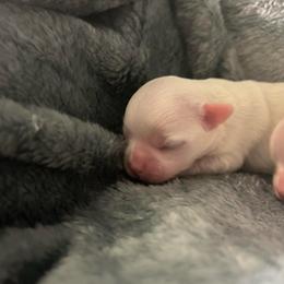 Faith - White female Maltese puppy in Coats, North Carolina from Angie's Puppies