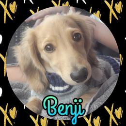 Benji - Dachshund