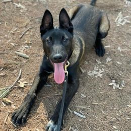 Belgian Malinois Puppies from Battle Road K9