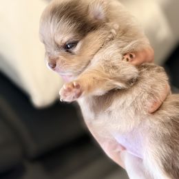 Ferrero Rocher - Chocolate merle male Pomeranian puppy in Long Beach, California from Pom Pom Lollipop’s