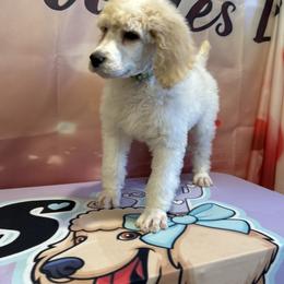Louie - Parti male Poodle puppy in Mobile, Alabama from Semmy’s Standard Poodle LLC