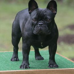 French Bulldog All Grown Up from Pamela's French Bulldogs