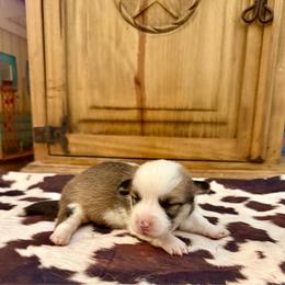 Girl 2 - Red female Pembroke Welsh Corgi puppy in Johnson City, Texas from McCall Creek Corgis
