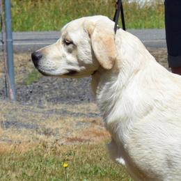 Atari - Labrador Retriever
