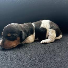 Puppy 3 - Black and tan female Dachshund puppy in Riverside, California from Saddle Up Dachshunds
