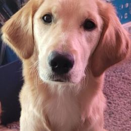 Golden Retriever Puppies from Graceful Goldens