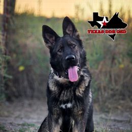 Valor - German Shepherd