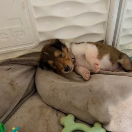 Blue, Green, Yellow, Gray, Red, Light Green, White - Sable male Collie puppy in Newburgh, New York from Eye Spy
