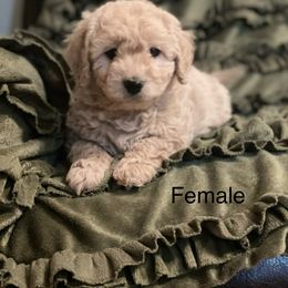 Goldendoodle Puppies from Doodle Paradise