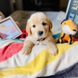 Golden Retriever Puppies from TaylerMade Goldens