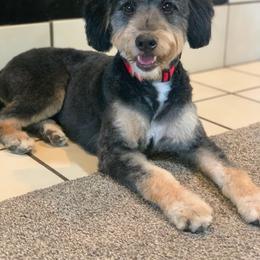 Gigi - Bernedoodle