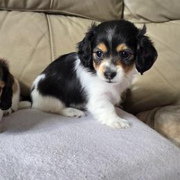 Minnie - Piebald female Dachshund puppy in North Waterboro, Maine from Poole Family Miniature Dachshunds