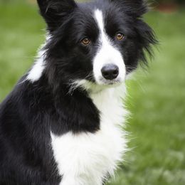 Hustle - Border Collie