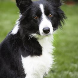 Hustle - Border Collie