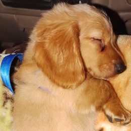 Dachshunds from DMC Dachshunds