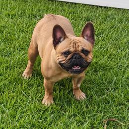Peaches - French Bulldog