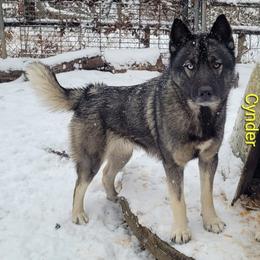 Cynder - Agouti and white female Siberian Husky puppy in Hiawassee, Georgia from Chastains Huskies