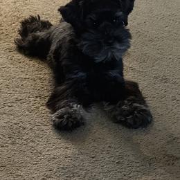 Scarlet - Miniature Schnauzer
