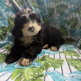 Panda - Black male Goldendoodle puppy in Willits, California from Big Island Goldendoodles