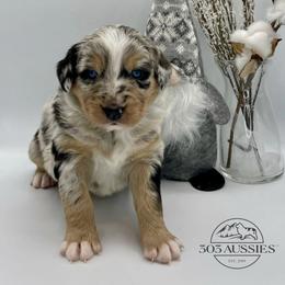 BMM - Blue merle male Australian Shepherd puppy in Thornton, Colorado from 303 Aussies