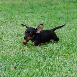 AKC Bandit - Black and tan male Dachshund puppy in Billings, Missouri from Bundles of Joy