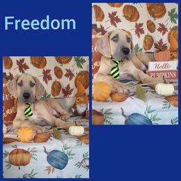 Boy 1 - Great Dane puppy in Gonzales, Louisiana from Anstatt House Of Danes