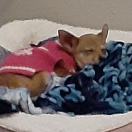 Chihuahuas from Linda's Chihuahua