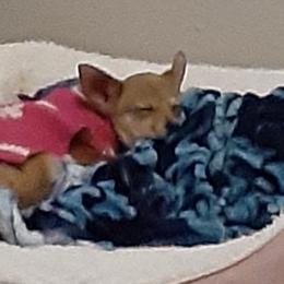 Chihuahuas from Linda's Chihuahua