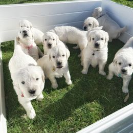 Golden Retriever Puppies from Avalon English Retrievers