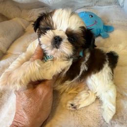 AKC Cinnamon Toast Crunch- Champion Blood Line - Gold and white male Shih Tzu puppy in Long Beach, California from Prieto Shih-Tzu's