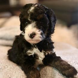 Brown boy - Tri-color male Bernedoodle puppy in Lake, Michigan from 3 King Doodles & Poodles