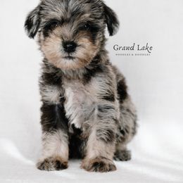 Bernedoodle, Poodle, and Schnoodle Puppies from Grand Lake Poodles & Doodles